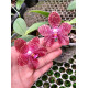 Phalaenopsis Mok Choi Yew "693" - AD