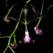 Epidendrum Melanoporphyreum (Negro) - AD