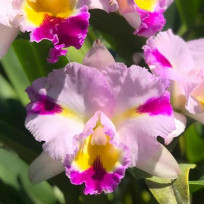 Blc. Pachara Fancy - 2 Frentes com Espata