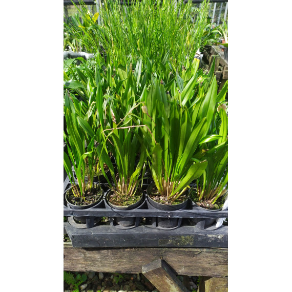 Dracula Bella - Orquidea Cara de Macaco