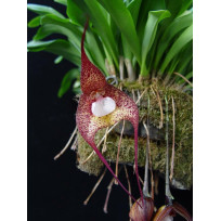 Dracula Bella - Orquidea Cara de Macaco