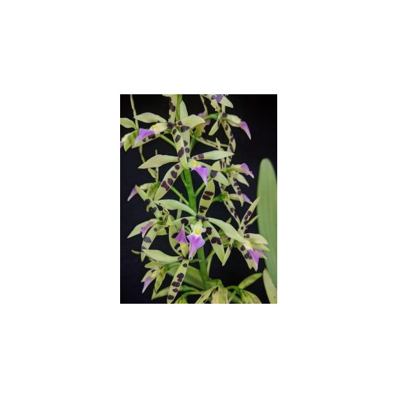Prostechea Prismatocarpa - Espatando