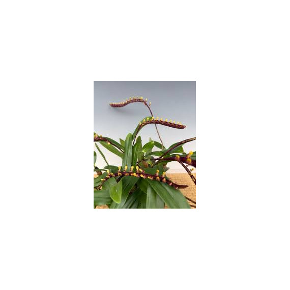 Bulbophyllum Falcatum - PROMOÇÃO