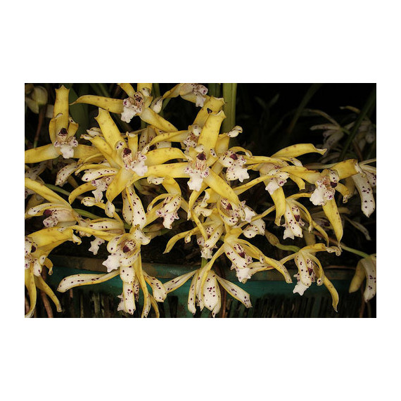 Maxillaria Ubatubana - NO CACHEPÔ DE MADEIRA