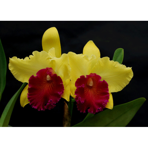 Blc Alma Kee Tipmalle - Espata