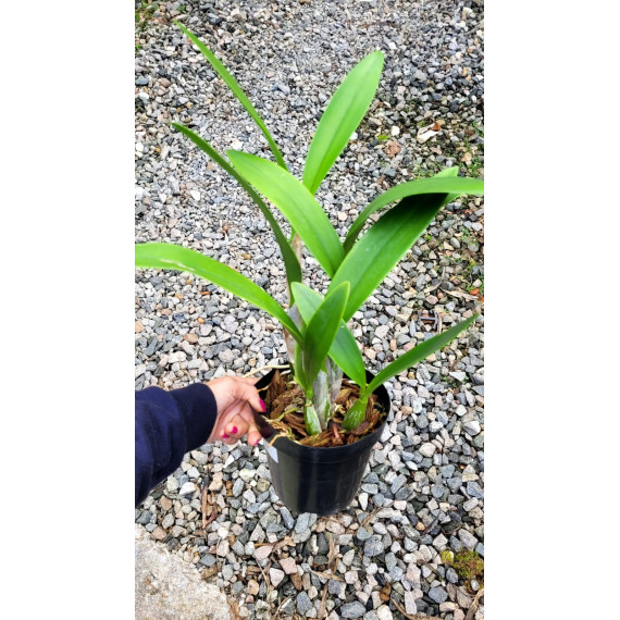 Lc. Wrigley Blue Heaven - AD