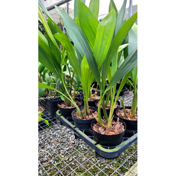 Coelogyne Massangeana - AD