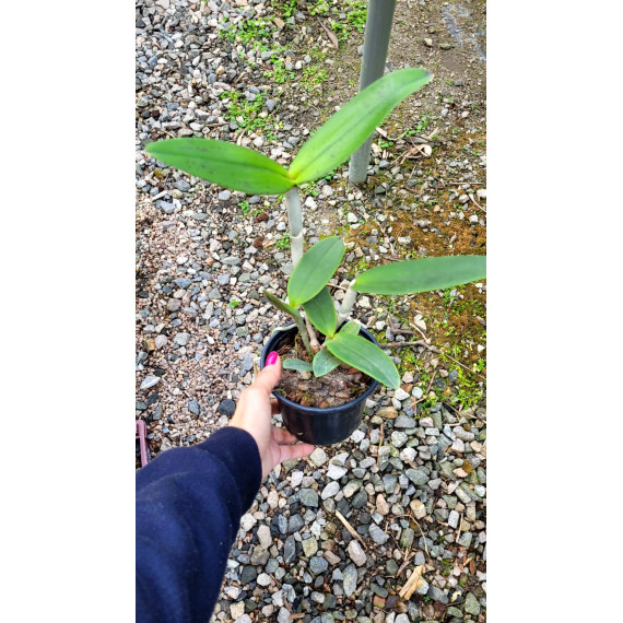 Cattleya Amethystoglossa Aurea Vassoural -  NBS