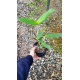 Cattleya Amethystoglossa Aurea Vassoural -  NBS