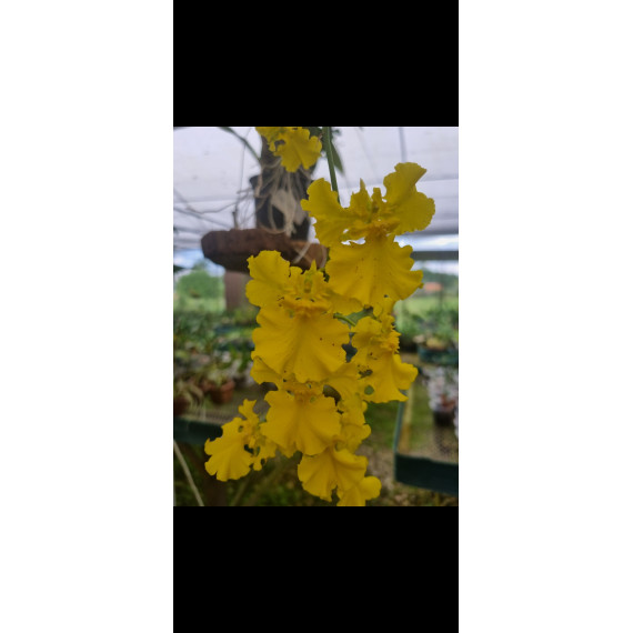 Oncidium Aloha var. Trilabelo  - AD