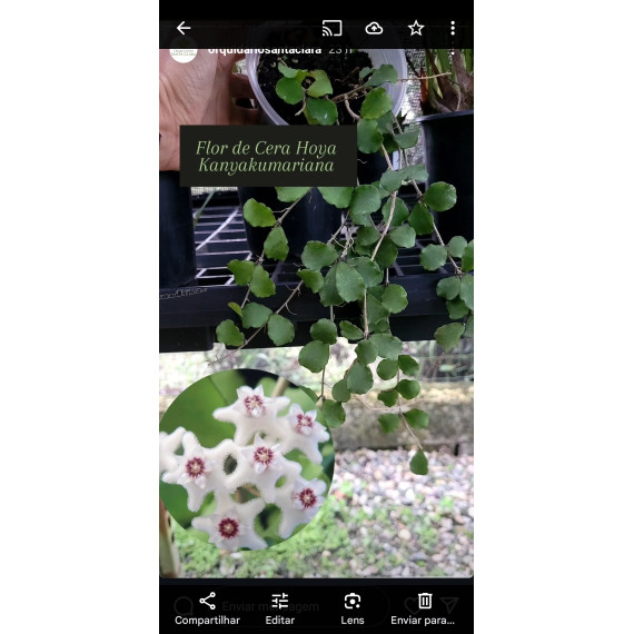 Flor de Cera (Hoya Kanyakumariana)