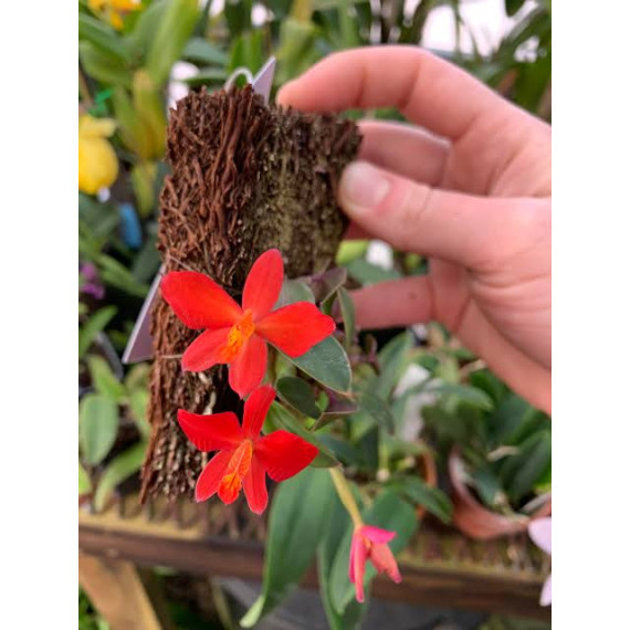 Sophronitis Mantiqueirae na placa- AD