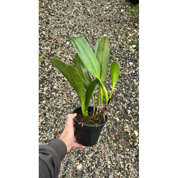 Blc Alma Kee Tipmalle - Espata