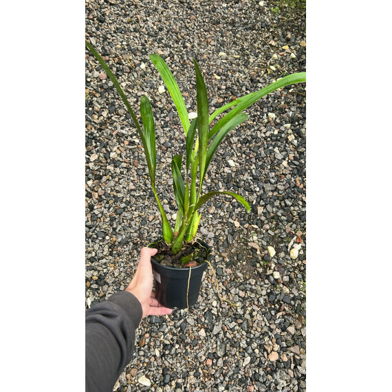 Prostechea Prismatocarpa AD