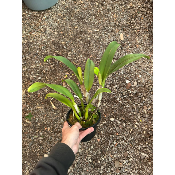 Blc. Mikki Nagata x Melody Fair- AD