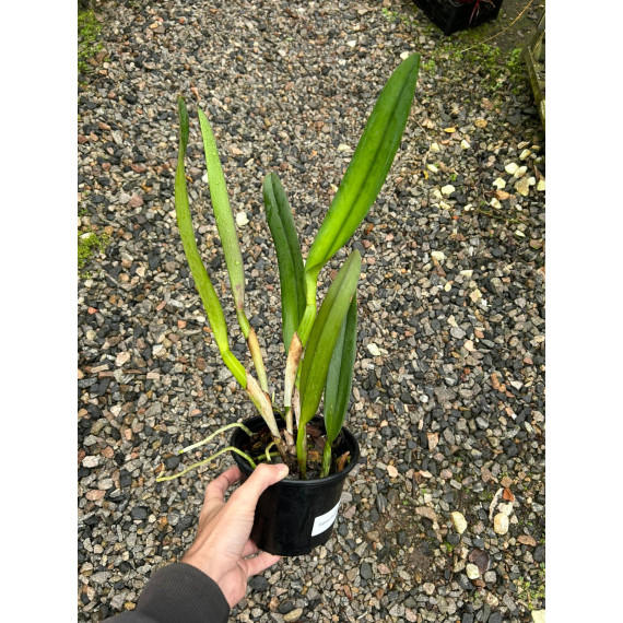 Potinara Red Crab - AD