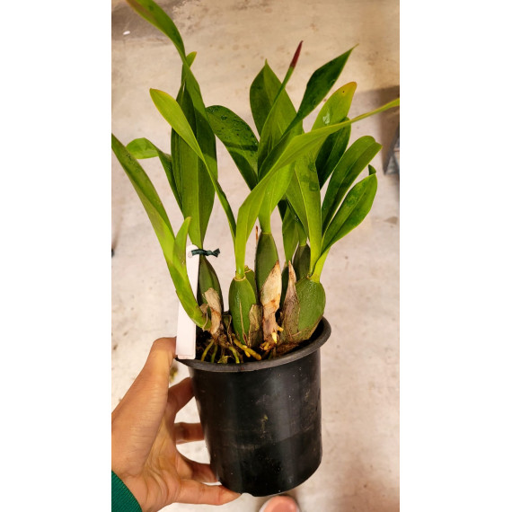Oncidium Jorge Verboonem - AD
