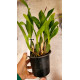 Oncidium Jorge Verboonem - AD