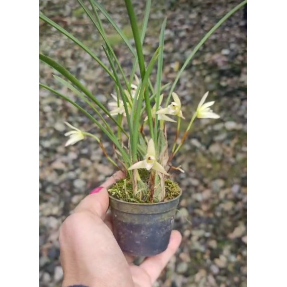 Maxillaria Kautskyi - Perfumada