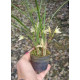 Maxillaria Kautskyi - Perfumada