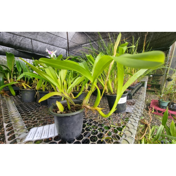 Miltonia Spectabilis - AD