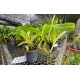 Miltonia Spectabilis - AD