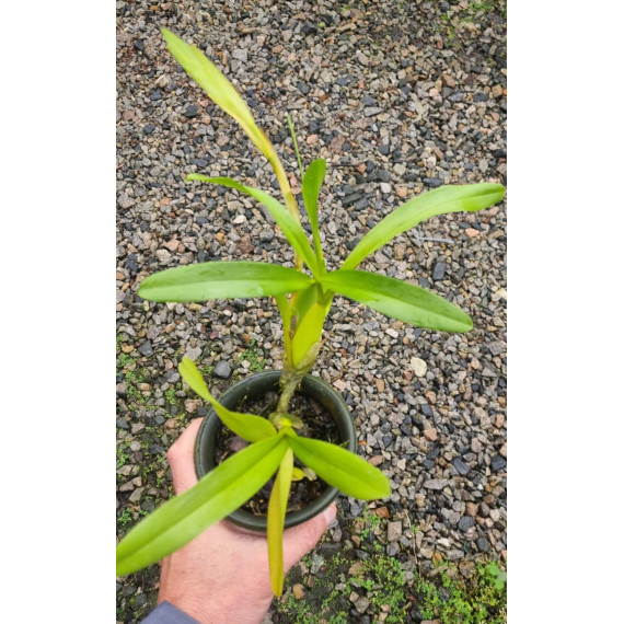 Miltonia Spectabilis - AD