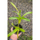 Miltonia Spectabilis - AD