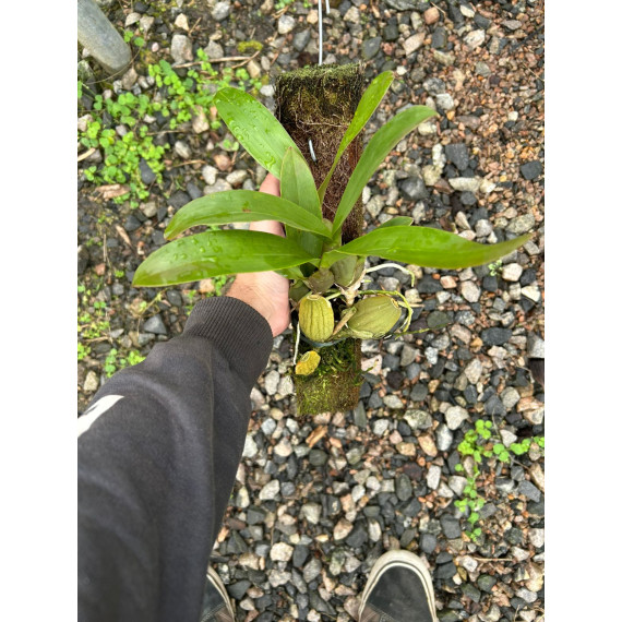 Oncidium Crispum (ENRAIZADA NA PLACA)