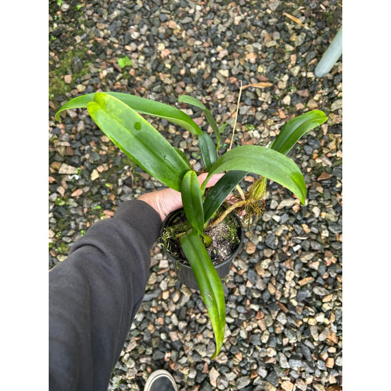 Bulbophyllum Eberhaditii   (AD)