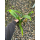 Bulbophyllum Eberhaditii   (AD)
