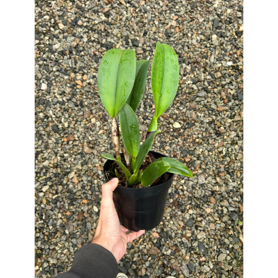 Blc. Chia Lin "New City" - AD