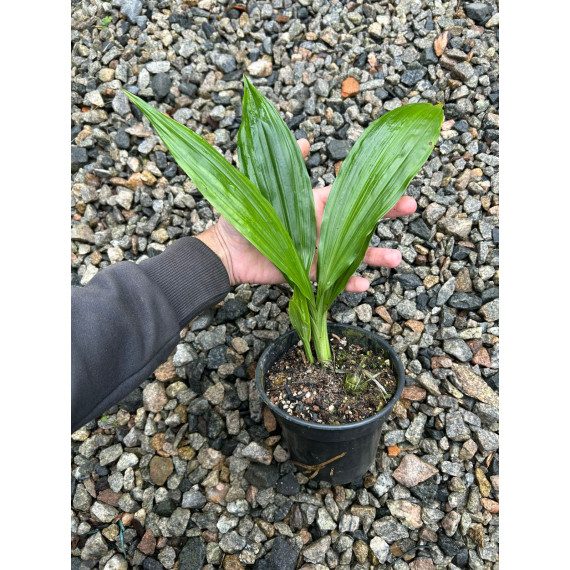 Phaius Tankervilleae / Capuz de Freira - AD