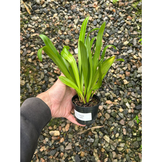 Dracula Bella - Orquidea Cara de Macaco