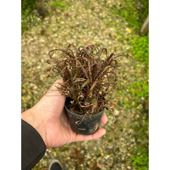 Tilandsia Crispa touceirinha