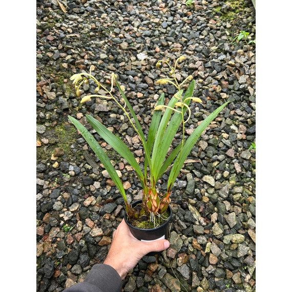 Epigenium Cymbidioides - NBS