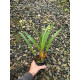 Epigenium Cymbidioides - NBS