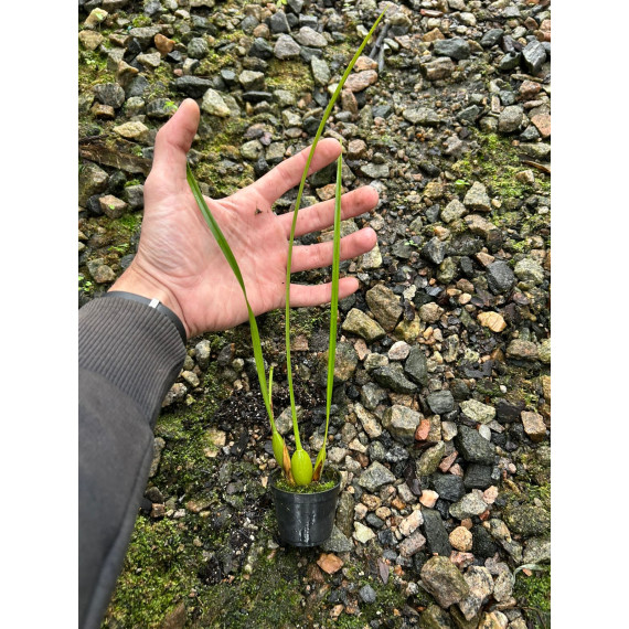 Maxillaria Tenuifolia Nigrescens - AD