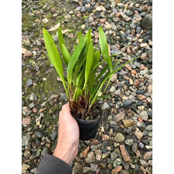 Stelis Argentata Touceirinha - EM FLORAÇÃO
