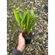 Stelis Argentata Touceira - AD
