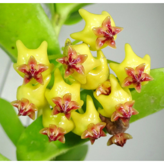 Flor de Cera Hoya Densifolia (20 cm)