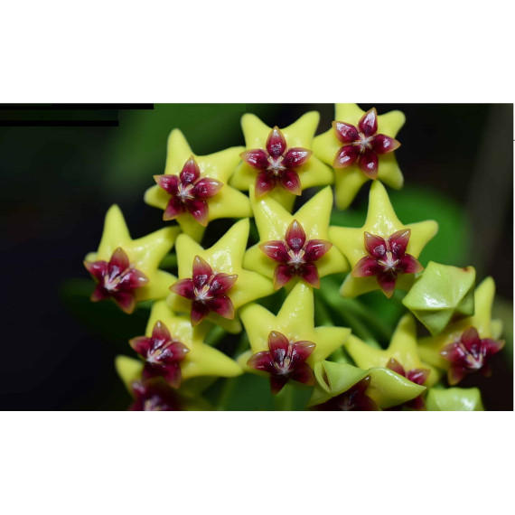 Flor de Cera (Hoya Cumingiana) 15 a 20 cm