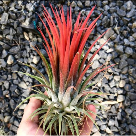 Tilandsia Ionanta var. Giant