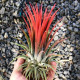 Tilandsia Ionanta var. Giant
