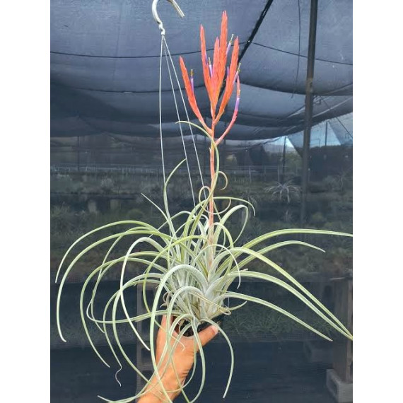 Tilandsia Hawaiian Medusa - AD