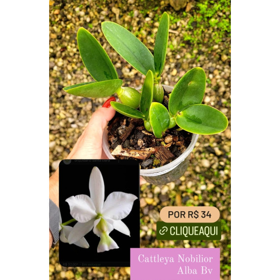 Cattleya Nobilior Alba "BV" - NBS