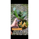 Maxillaria Rufescens - AD