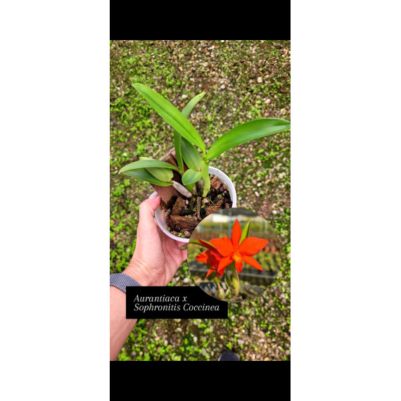 Aurantiaca x Sophronitis Coccinea - AD