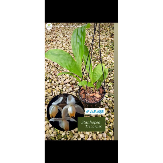 Stanhopea Tricornis - AD