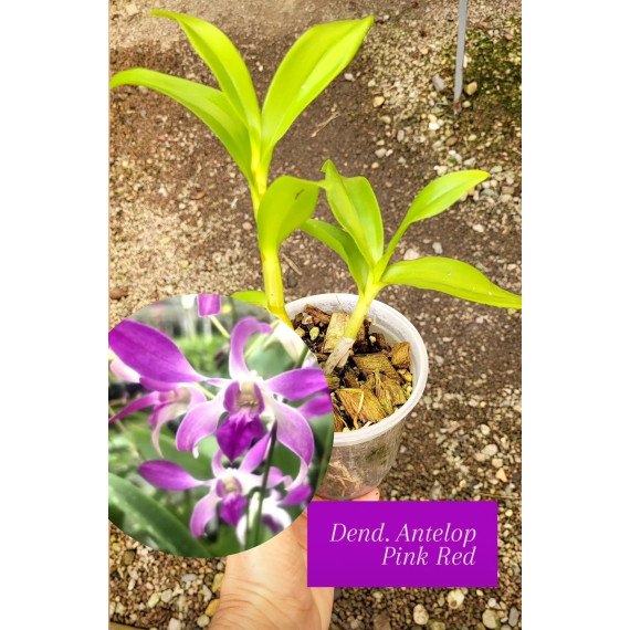 Dendrobium Anteloop Pink Red (denphal) -  NBS